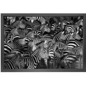 Canvas picture 5cm black frame zebra 90×150