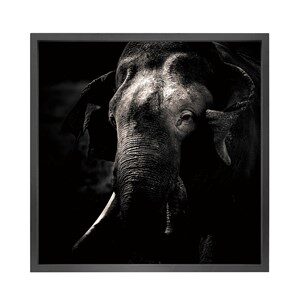 Canvas picture 5cm black frame Elephant 120 cm x 120cm